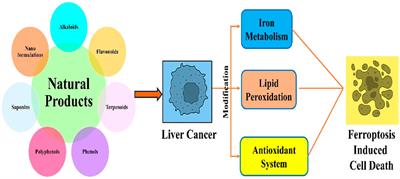 Ferroptosis targeting natural compounds as a promising approach for developing potent liver cancer agents
